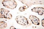 SPATS2L Antibody in Immunohistochemistry (Paraffin) (IHC (P))