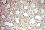 SPATS2L Antibody in Immunohistochemistry (Paraffin) (IHC (P))