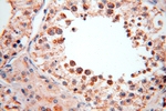 SPATS2L Antibody in Immunohistochemistry (Paraffin) (IHC (P))