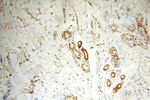 SPATS2L Antibody in Immunohistochemistry (Paraffin) (IHC (P))