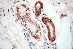 SPATS2L Antibody in Immunohistochemistry (Paraffin) (IHC (P))