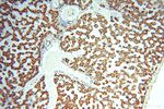 SPATS2L Antibody in Immunohistochemistry (Paraffin) (IHC (P))