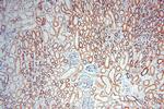 SPATS2L Antibody in Immunohistochemistry (Paraffin) (IHC (P))