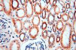 SPATS2L Antibody in Immunohistochemistry (Paraffin) (IHC (P))