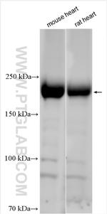 GAPVD1 Antibody in Western Blot (WB)