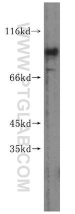 GFM2 Antibody in Western Blot (WB)