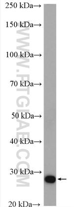 MOBKL2A Antibody in Western Blot (WB)