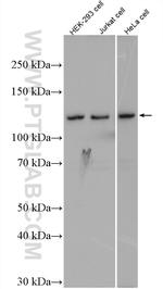 IWS1 Antibody in Western Blot (WB)