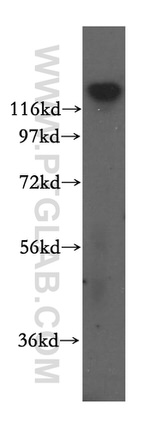 IWS1 Antibody in Western Blot (WB)