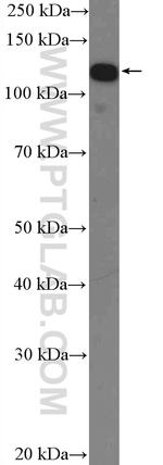 IWS1 Antibody in Western Blot (WB)