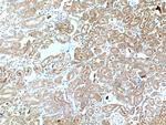 SAPS3 Antibody in Immunohistochemistry (Paraffin) (IHC (P))