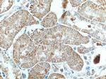 SAPS3 Antibody in Immunohistochemistry (Paraffin) (IHC (P))