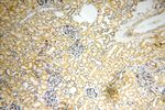 DCTN6 Antibody in Immunohistochemistry (Paraffin) (IHC (P))