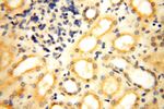 DCTN6 Antibody in Immunohistochemistry (Paraffin) (IHC (P))