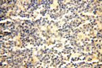 DCTN6 Antibody in Immunohistochemistry (Paraffin) (IHC (P))