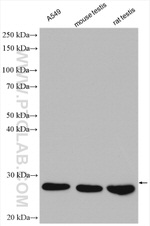 DCTN6 Antibody in Western Blot (WB)