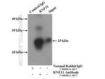 RNF11 Antibody in Immunoprecipitation (IP)