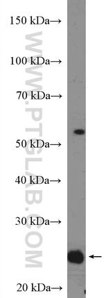 RNF11 Antibody in Western Blot (WB)