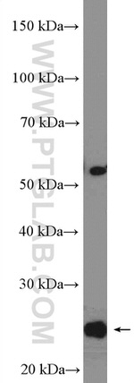 RNF11 Antibody in Western Blot (WB)