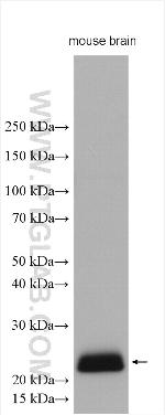CPLX3 Antibody in Western Blot (WB)