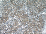 KLHL21 Antibody in Immunohistochemistry (Paraffin) (IHC (P))