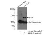 KLHL21 Antibody in Immunoprecipitation (IP)