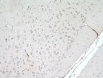 ARL6IP6 Antibody in Immunohistochemistry (Paraffin) (IHC (P))