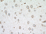 ARL6IP6 Antibody in Immunohistochemistry (Paraffin) (IHC (P))