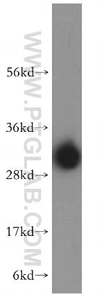 MTERF Antibody in Western Blot (WB)