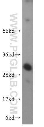 MTERF Antibody in Western Blot (WB)