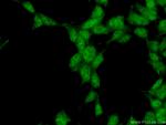 SYF2 Antibody in Immunocytochemistry (ICC/IF)