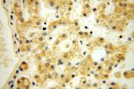 PDRG1 Antibody in Immunohistochemistry (Paraffin) (IHC (P))