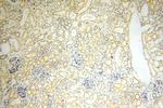 PDRG1 Antibody in Immunohistochemistry (Paraffin) (IHC (P))