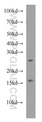 PDRG1 Antibody in Western Blot (WB)