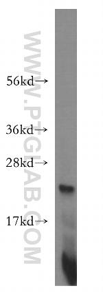 MRPL21 Antibody in Western Blot (WB)