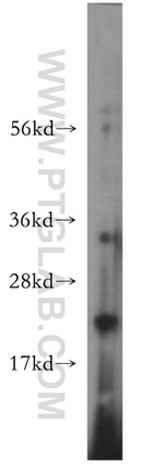 MRPL21 Antibody in Western Blot (WB)