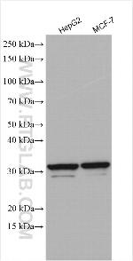RPL8 Antibody in Western Blot (WB)
