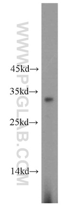 RPL8 Antibody in Western Blot (WB)