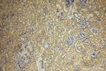 HSDL1 Antibody in Immunohistochemistry (Paraffin) (IHC (P))