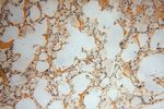 HSDL1 Antibody in Immunohistochemistry (Paraffin) (IHC (P))