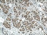 HSDL1 Antibody in Immunohistochemistry (Paraffin) (IHC (P))