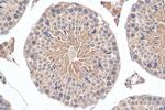 SCAPER Antibody in Immunohistochemistry (Paraffin) (IHC (P))