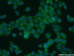 UFSP2 Antibody in Immunocytochemistry (ICC/IF)