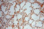 UFSP2 Antibody in Immunohistochemistry (Paraffin) (IHC (P))
