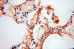 UFSP2 Antibody in Immunohistochemistry (Paraffin) (IHC (P))