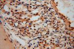 UFSP2 Antibody in Immunohistochemistry (Paraffin) (IHC (P))