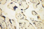 UFSP2 Antibody in Immunohistochemistry (Paraffin) (IHC (P))