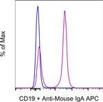 Mouse IgA Monoclonal Antibody (mA-6E1), APC, eBioscience™