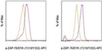 Phospho-ZAP70/Syk (Tyr319, Tyr352) Monoclonal Antibody (n3kobu5), APC, eBioscience™