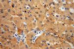METTL7B Antibody in Immunohistochemistry (Paraffin) (IHC (P))